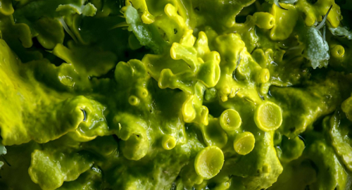 Cyclospora nella lattuga USA: 1.644 casi e maxi richiamo